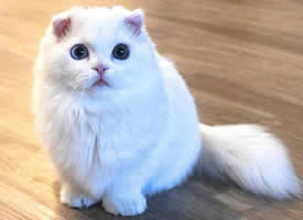 纯白色雪球大眼睛小猫图片欣赏