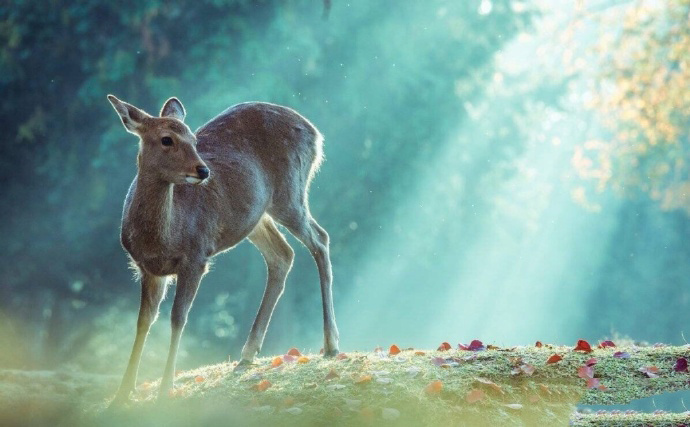 点击大图看下一张：一组唯美梦幻系镜头下秋日的奈良小鹿