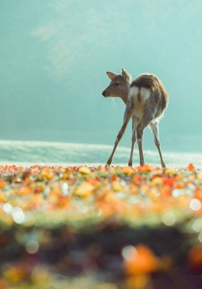 点击大图看下一张：一组唯美梦幻系镜头下秋日的奈良小鹿
