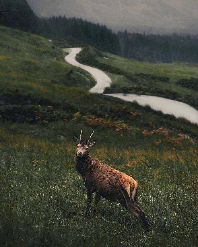 点击大图看下一张：林中有鹿， 鹿有孤独， 头上有角， 心中有梦