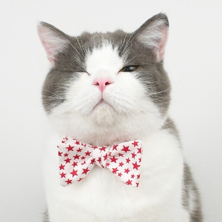 点击大图看下一张：一只帅帅的肥猫，很酷可做头像