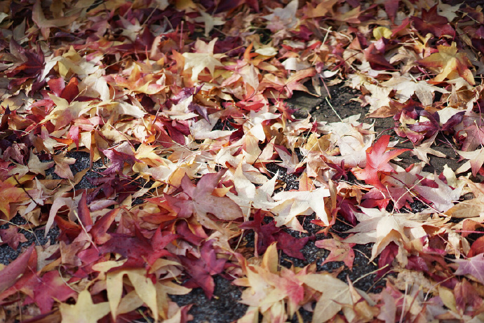 点击大图看下一张：FloristPark的深秋美丽的风景图片拍摄