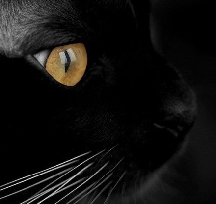 点击大图看下一张：黑色小猫。腹黑星座。机车血型。炭烧风格