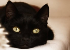 黑色小猫。腹黑星座。机车血型。炭烧风格