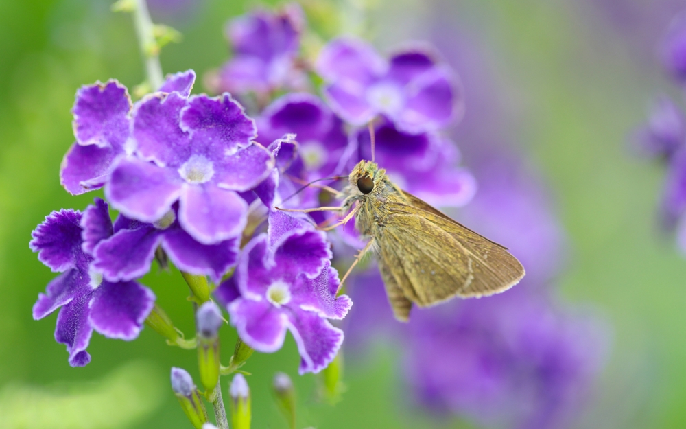 点击大图看下一张：蝴蝶飞舞在紫色花花上的唯美系图片