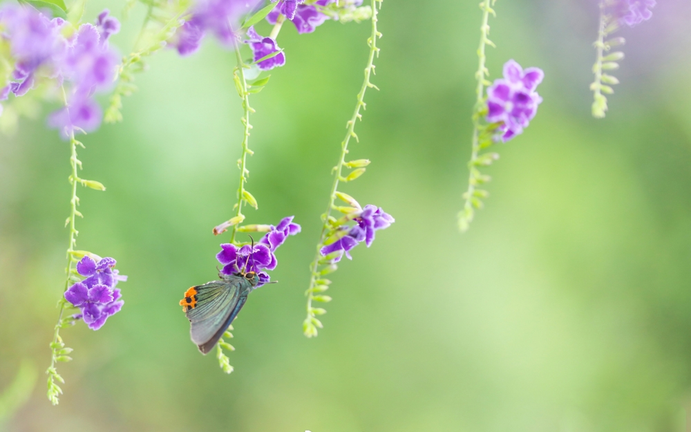 点击大图看下一张：蝴蝶飞舞在紫色花花上的唯美系图片