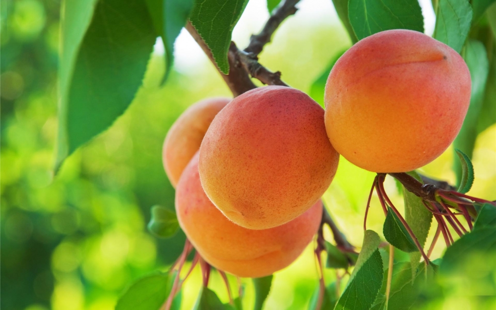 点击大图看下一张：香甜可口的水蜜桃超唯美意境高清图片