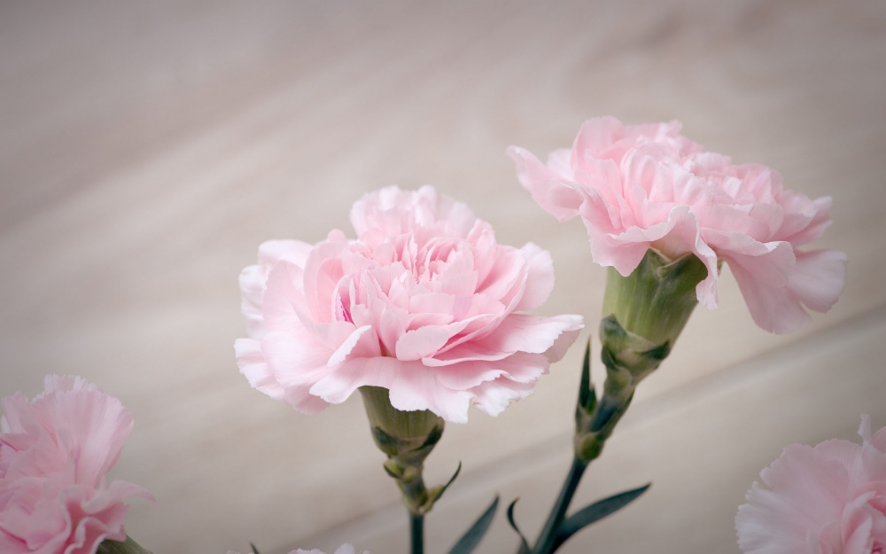 点击大图看下一张：粉粉的清新淡雅康乃馨花卉图片