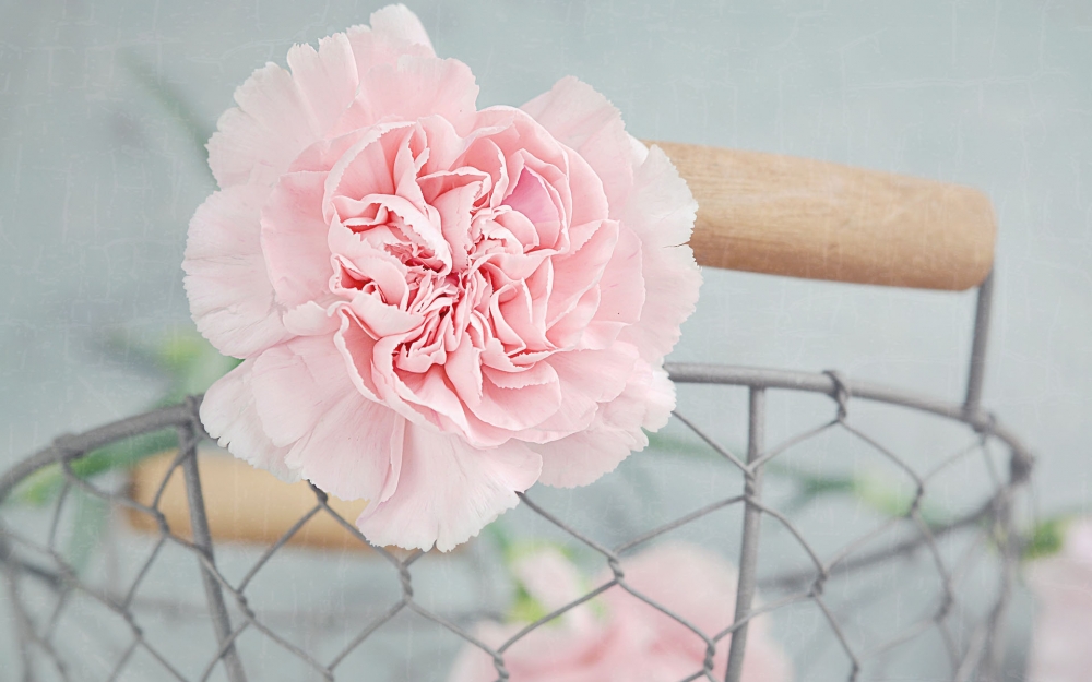 点击大图看下一张：粉粉的清新淡雅康乃馨花卉图片