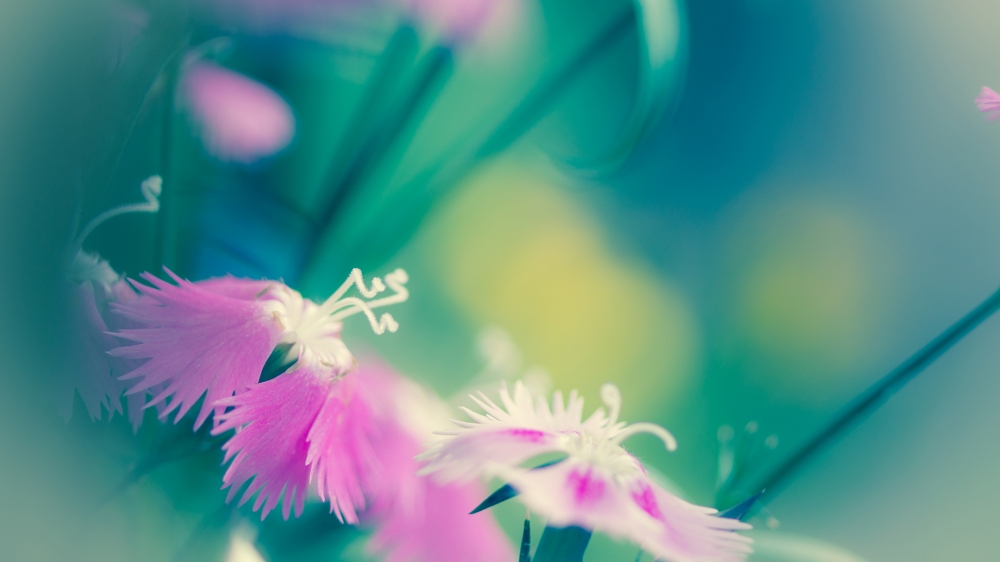 点击大图看下一张：唯美清新的绽放的花朵微距摄影图片