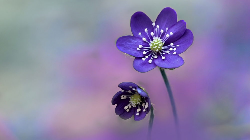 点击大图看下一张：唯美清新的绽放的花朵微距摄影图片