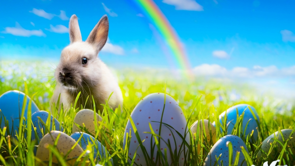 点击大图看下一张：软萌可爱的灰色小兔子图片欣赏