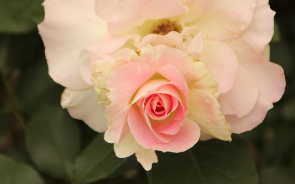 点击大图看下一张：一组粉粉的蔷薇花唯美高清图片