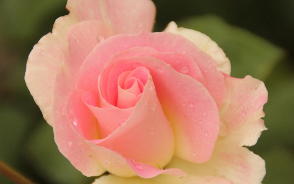 点击大图看下一张：一组粉粉的蔷薇花唯美高清图片