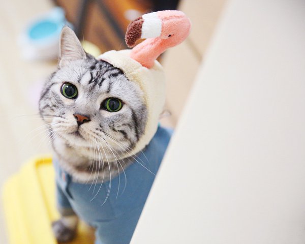 点击大图看下一张：穿着可爱搞怪的也要过万圣节的小猫猫