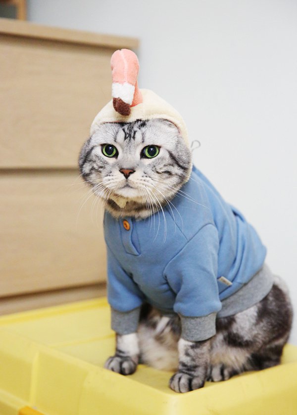 点击大图看下一张：穿着可爱搞怪的也要过万圣节的小猫猫