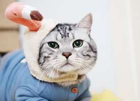 穿着可爱搞怪的也要过万圣节的小猫猫
