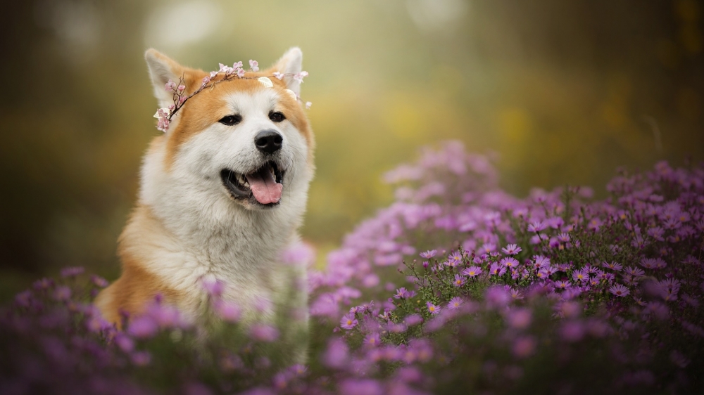点击大图看下一张：可爱宠物狗狗与植物的高清写真图片