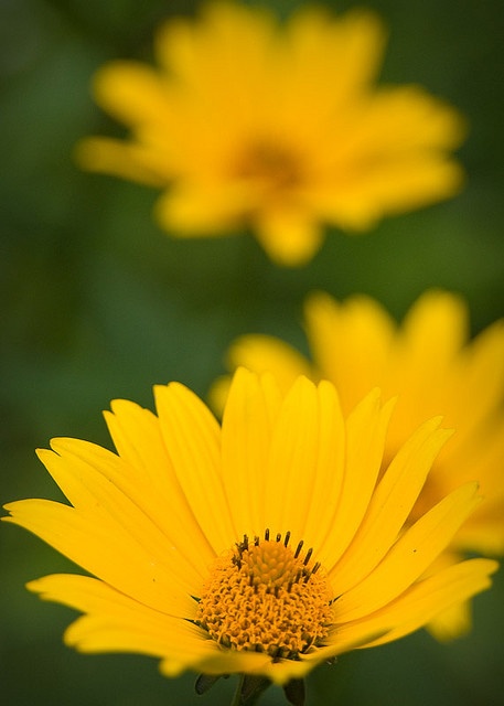 点击大图看下一张：黄色鲜艳的小雏菊图片欣赏