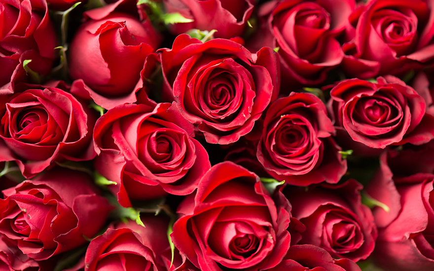 点击大图看下一张：玫瑰花主题意境唯美高清图片欣赏