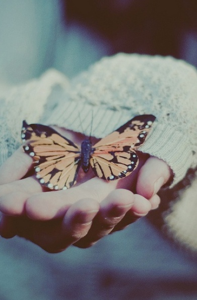 点击大图看下一张：蝴蝶在人们手中飞舞的图片欣赏