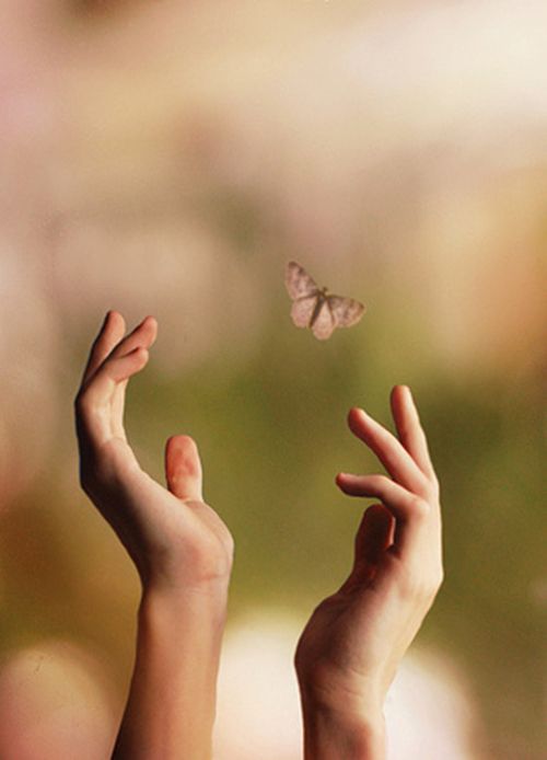 点击大图看下一张：蝴蝶在人们手中飞舞的图片欣赏