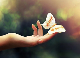蝴蝶在人们手中飞舞的图片欣赏