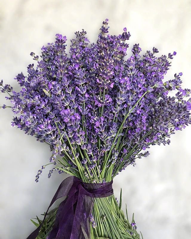 点击大图看下一张：一组紫色简单好看的薰衣草花束图片欣赏