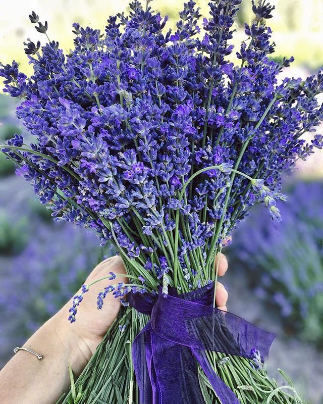 点击大图看下一张：一组紫色简单好看的薰衣草花束图片欣赏