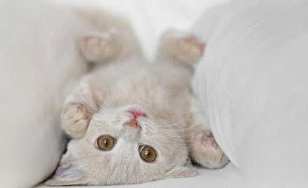 点击大图看下一张：小奶猫的每个动作都超萌超可爱