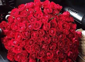 超大束艳丽的红玫瑰图片欣赏