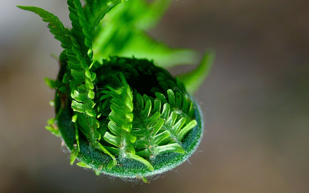 点击大图看下一张：绿色蕨菜高清护眼壁纸欣赏