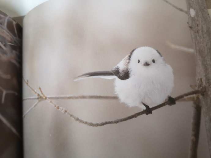点击大图看下一张：日本的北长尾山雀摄影图片欣赏