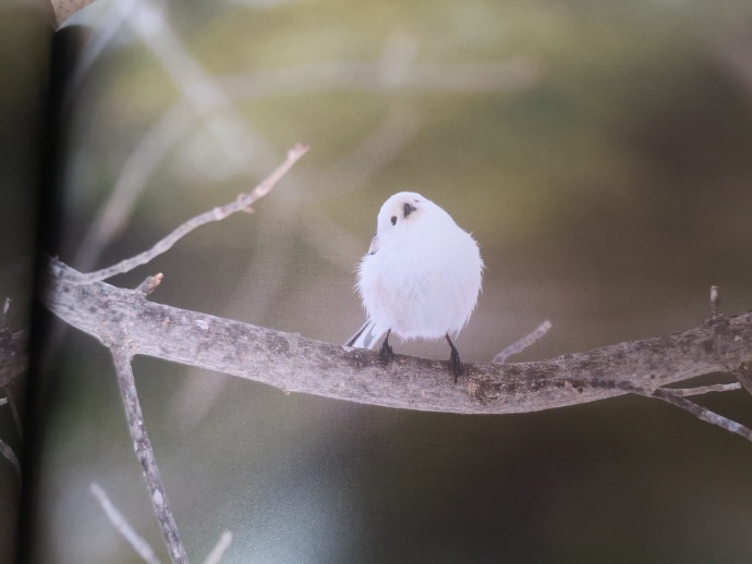 点击大图看下一张：日本的北长尾山雀摄影图片欣赏