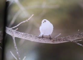 日本的北长尾山雀摄影图片欣赏