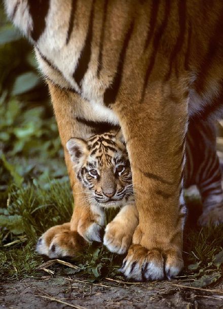 点击大图看下一张：小老虎在妈妈的保护下真可爱
