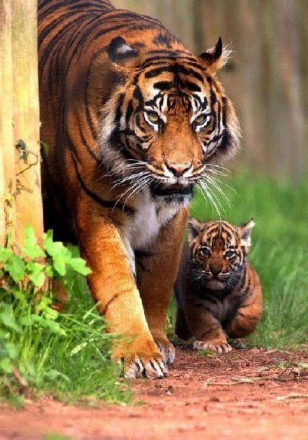 点击大图看下一张：小老虎在妈妈的保护下真可爱