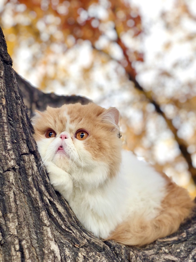 点击大图看下一张：正待在树上赏秋景的小猫咪图片