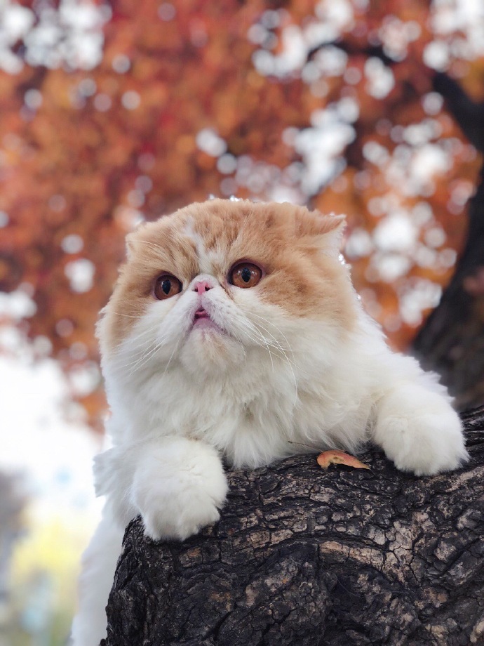 点击大图看下一张：正待在树上赏秋景的小猫咪图片