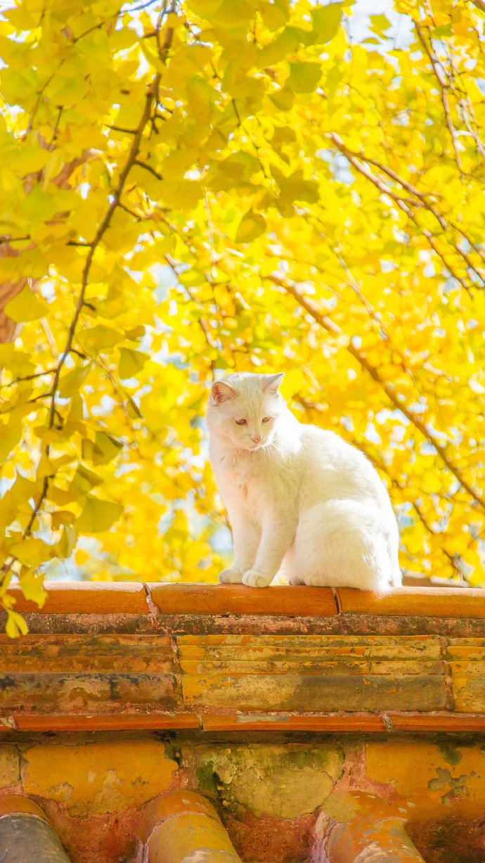 点击大图看下一张：超美的银杏树下的可爱小猫猫图片