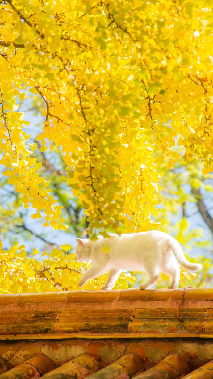 点击大图看下一张：超美的银杏树下的可爱小猫猫图片