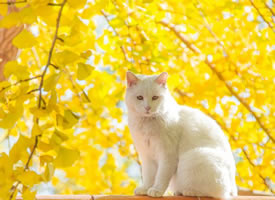 超美的银杏树下的可爱小猫猫图片