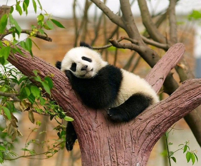 点击大图看下一张：可爱搞怪又顽皮的小熊猫图片欣赏