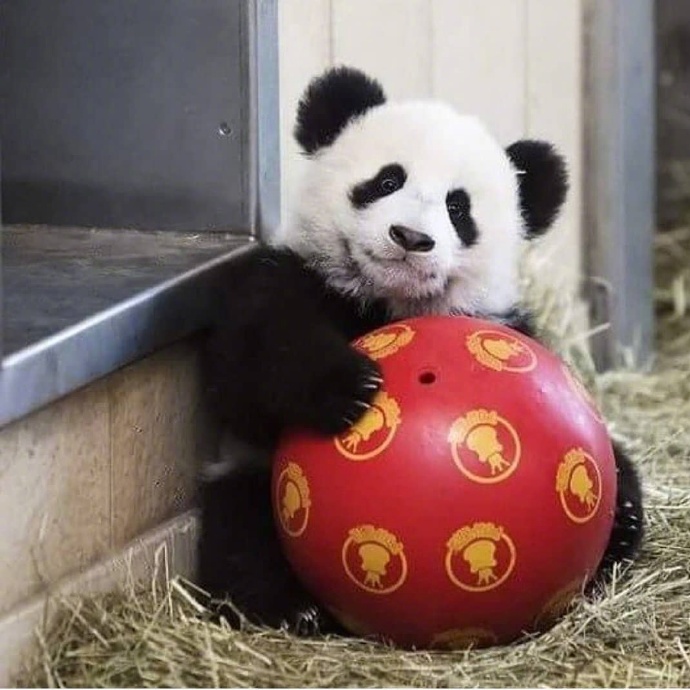 点击大图看下一张：可爱搞怪又顽皮的小熊猫图片欣赏