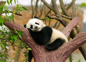 可爱搞怪又顽皮的小熊猫图片欣赏