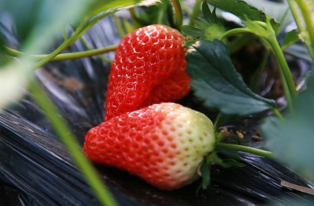 点击大图看下一张：还在地里的新鲜草莓特写图片欣赏