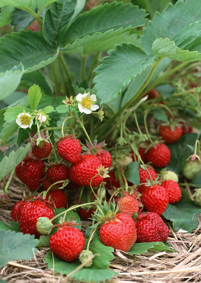 点击大图看下一张：还在地里的新鲜草莓特写图片欣赏