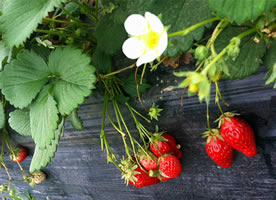 还在地里的新鲜草莓特写图片欣赏