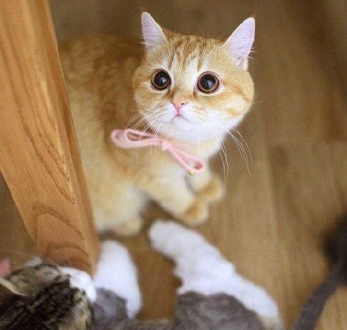 点击大图看下一张：一只小橘猫，不光能吃，还能卖萌 ​​​​