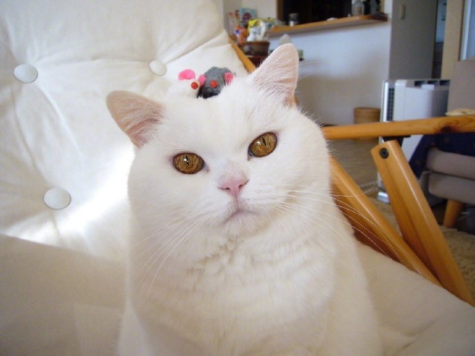 点击大图看下一张：一只超有气质的白猫图片欣赏